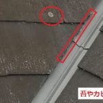 苔やカビ